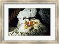 A Clown Fish and an Anemone Fine Art Print