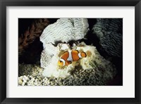 A Clown Fish and an Anemone Fine Art Print