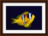 Close-up of a Clown Fish swimming Fine Art Print