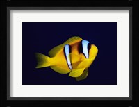 Close-up of a Clown Fish swimming Fine Art Print