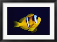 Close-up of a Clown Fish swimming Fine Art Print