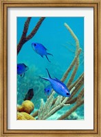 Blue Chromis Fish Fine Art Print