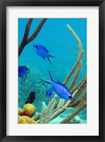 Blue Chromis Fish Fine Art Print