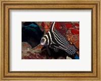 Spotted Drum Fish Fine Art Print