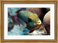 Redband Parrotfish Fine Art Print