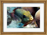 Redband Parrotfish Fine Art Print