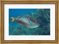 Princess Parrotfish Fine Art Print