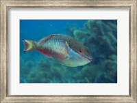 Princess Parrotfish Fine Art Print