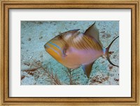 Queen Triggerfish Fine Art Print