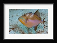 Queen Triggerfish Framed Print