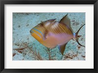 Queen Triggerfish Framed Print