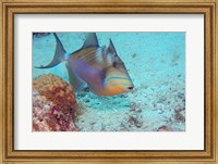 Queen Triggerfish Fine Art Print