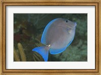 Blue Tang Fish Fine Art Print