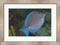 Blue Tang Fish Fine Art Print