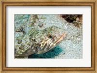 Lizardfish Fine Art Print