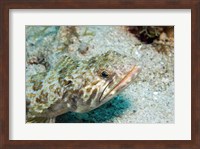 Lizardfish Fine Art Print
