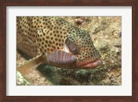 Red Hind Fish with spots Fine Art Print