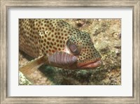 Red Hind Fish with spots Fine Art Print