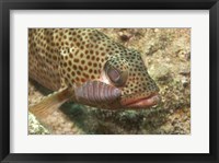 Red Hind Fish with spots Framed Print