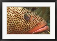 Red Hind Fish up close Fine Art Print