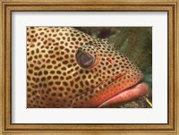Red Hind Fish up close Fine Art Print