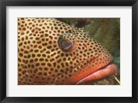 Red Hind Fish up close Framed Print