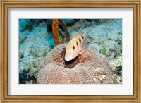 Close-up of a goatfish swimming underwater Fine Art Print