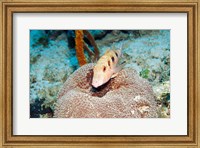 Close-up of a goatfish swimming underwater Fine Art Print