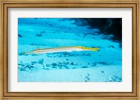 Side profile of a Yellow Trumpet Fish swimming underwater Fine Art Print