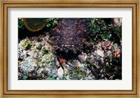 High angle view of a toadfish Fine Art Print