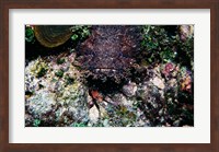 High angle view of a toadfish Fine Art Print
