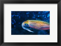 Close-up of a squid swimming underwater Fine Art Print