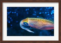 Close-up of a squid swimming underwater Fine Art Print