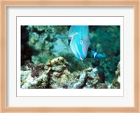 Close-up of a Stoplight Parrotfish swimming underwater Fine Art Print