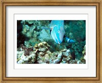 Close-up of a Stoplight Parrotfish swimming underwater Fine Art Print