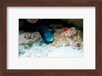 Close-up of a parrotfish swimming underwater Fine Art Print