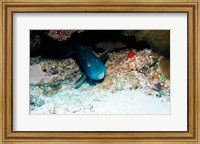 Close-up of a parrotfish swimming underwater Fine Art Print