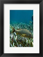 Side profile of a Blue Striped Grunt swimming underwater Fine Art Print