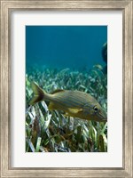 Side profile of a Blue Striped Grunt swimming underwater Fine Art Print