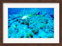 School of French Grunts swimming underwater, Bonaire, Netherlands Antilles Fine Art Print