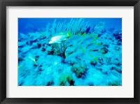 School of French Grunts swimming underwater, Bonaire, Netherlands Antilles Fine Art Print