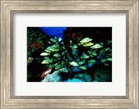School of Blue Striped Grunts swimming underwater, Cozumel, Mexico Fine Art Print