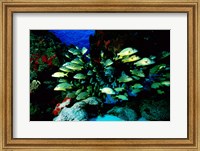 School of Blue Striped Grunts swimming underwater, Cozumel, Mexico Fine Art Print