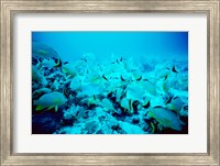 School of Blue Striped Grunts swimming underwater, Belize Fine Art Print