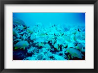 School of Blue Striped Grunts swimming underwater, Belize Fine Art Print