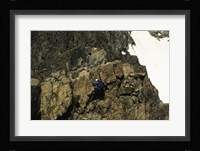 High angle view of a person mountain climbing, Ansel Adams Wilderness, California, USA Fine Art Print