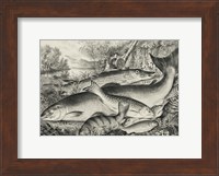 American game fish Fine Art Print