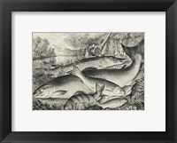 American game fish Fine Art Print