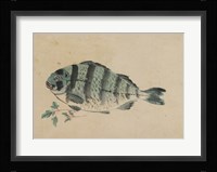 Fish Fine Art Print