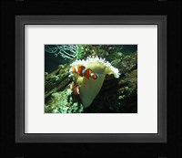 Clown Fish Fine Art Print